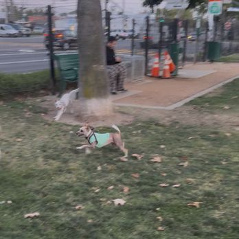 OC Canine Coaching - Small dog running at a dog park thanks to Bryndon. - Pet Training Near Me