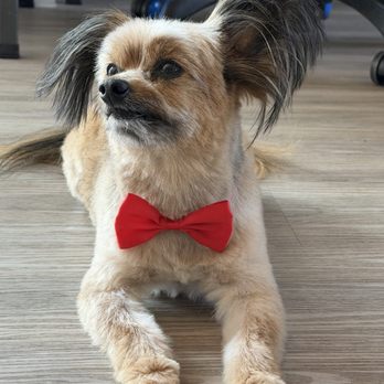 Dapper Tails - Our little guy after his haircut and bath. - Pet Groomers Near Me Dapper Tails - Our little guy after his haircut and bath. - Pet Groomers Near Me