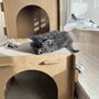 Photo of Kitty City NM