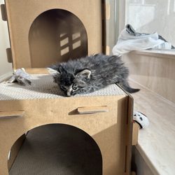 Kitty City NM - Cirrus on 3/5/26