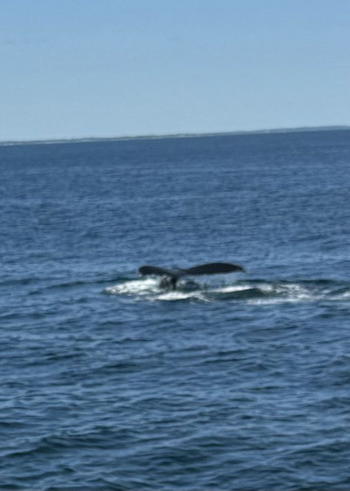 New England Aquarium Whale Watch