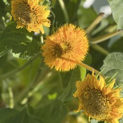 Pick-Quick Drive In - Beautiful sunflower