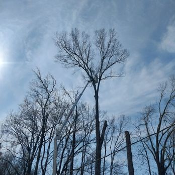 Tree Works - bare trees against a blue sky - Tree Services Near Me - Sumter, South Carolina Tree Works - bare trees against a blue sky - Tree Services Near Me - Sumter, South Carolina