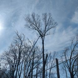 Tree Works