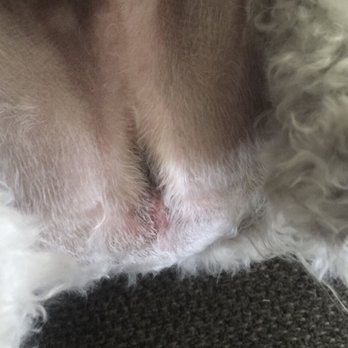 The Dandy Dog - The cut looks like 4 days after. Looked worse the day of. She said this is what a "rash" looks like, def not anywhere near a rash. - Pet Groomers Near Me - Chula Vista, California The Dandy Dog - The cut looks like 4 days after. Looked worse the day of. She said this is what a "rash" looks like, def not anywhere near a rash. - Pet Groomers Near Me - Chula Vista, California