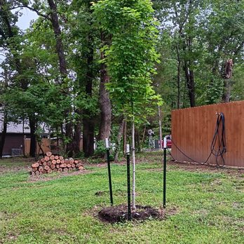 Bogle’s Garden City - 6 week's into their new home and all 4 trees love it here. Thank you for the care in planting, new growth everywhere. Outstanding!! - Nurseries & Gardening Near Me - Bentonville, Arkansas