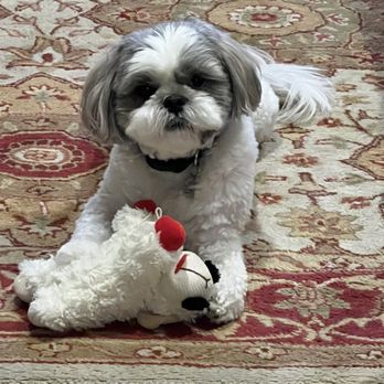 Cornerstone Counseling Center - the therapy dog!! - Counseling & Mental Health Near Me - Van Nuys, California Cornerstone Counseling Center - the therapy dog!! - Counseling & Mental Health Near Me - Van Nuys, California