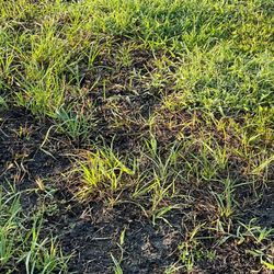 Massey Services - Patches after treatment when we had full grown bahia