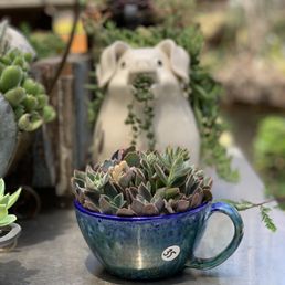 Succulent Cafe 775 Photos 317 Reviews Coffee Tea 505 Oak Ave Carlsbad Ca Phone Number Yelp