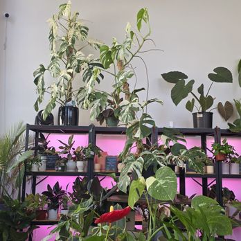 Bloomsgiving - Florists Near Me - Mountain View, California