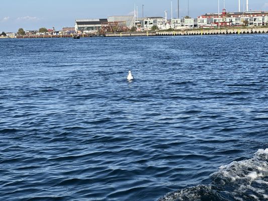 Stromma Canal Tours Copenhagen by null