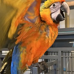 Pet Creations