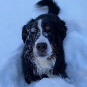 Caring Pathways - Denver Metro - Our beloved snow dog Hobie - Veterinarians Near Me