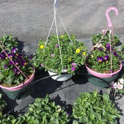 Ginder Greenhouses - Spring is coming! Happy to find Ginder's today! They've got everything! For today, pansies to brighten our patio and and salads! Woot!