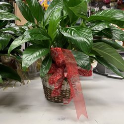 Boomtown Floral Scenter - Plant arrangement
