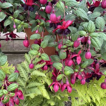 Far West Nursery - Nurseries & Gardening Near Me - Santa Cruz, California Far West Nursery - Nurseries & Gardening Near Me - Santa Cruz, California