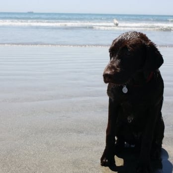 Coronado Dog Beach - Beaches Near Me - Coronado, California