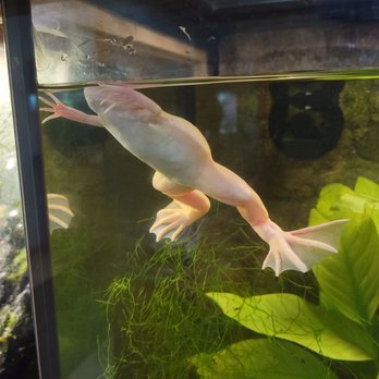Sciencenter - Frog - Museums Near Me - Ithaca, New York