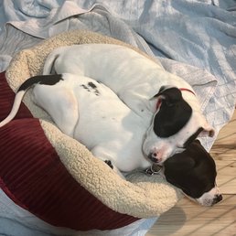 Puppy Love! Puppy Love!