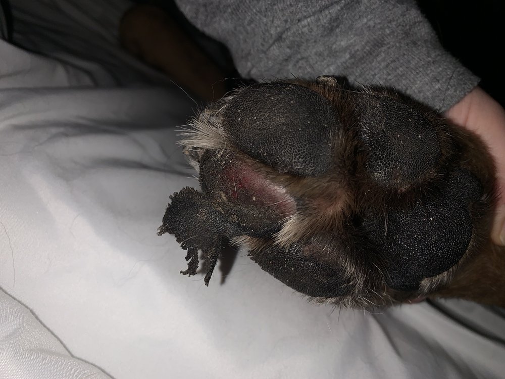 ELKHOUND RANCH KENNELS 58 Photos & 24 Reviews Pet Sitting 9205 N