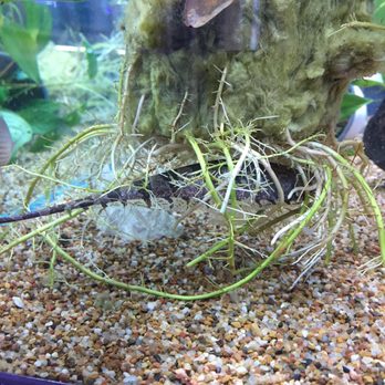 Uncle Ned's Fish Factory - I forget what this weird looking fish is called - Pet Stores Near Me - Millis, Massachusetts