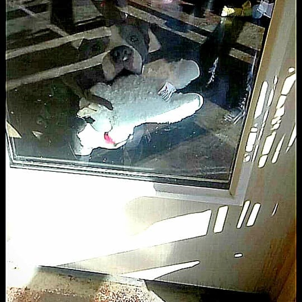 LV Dog Resort - Jackson with his Lambchop at the door: ) - Pet Boarding Near Me - Las Vegas, Nevada LV Dog Resort - Jackson with his Lambchop at the door: ) - Pet Boarding Near Me - Las Vegas, Nevada