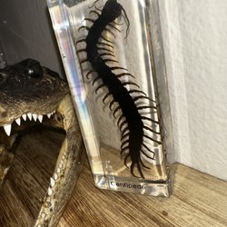Wood Shark Trading - Taxidermy Centipede