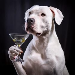 The Tini Martini Bar - Pet Friendly!