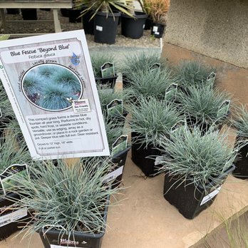 Evergreen Nursery - Nurseries & Gardening Near Me - San Leandro, California Evergreen Nursery - Nurseries & Gardening Near Me - San Leandro, California