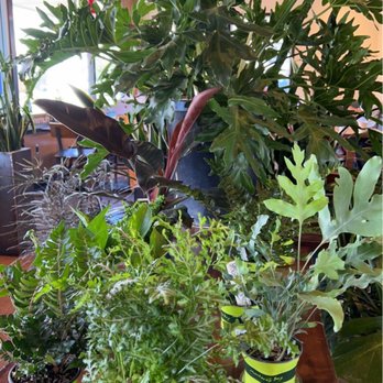 Coffeetopia - a variety of potted plants on a table - Coffee & Tea Near Me - Santa Cruz, California