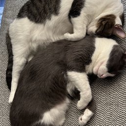 Benji and Nugget Benji and Nugget