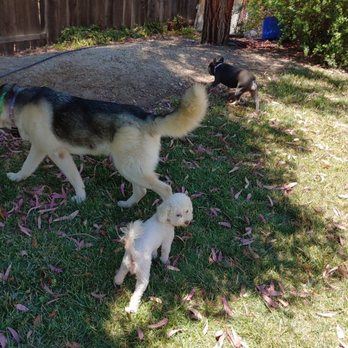 Pet Nanny Paso - Outside - Pet Sitting Near Me