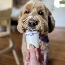 Maracuya by Llama - Birthday pup cup