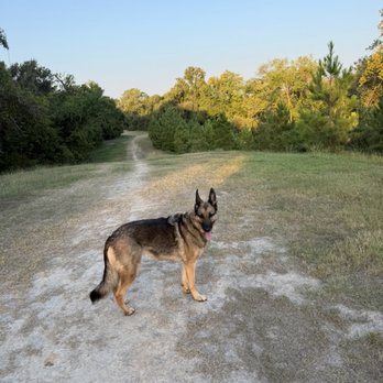 L&L Dogs - Dog Walkers Near Me - Houston, Texas L&L Dogs - Dog Walkers Near Me - Houston, Texas