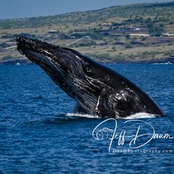 Adventure X Boat Tours - Breaching shortly after we set out.