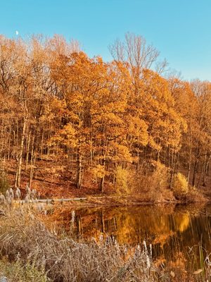 Rockefeller State Park Preserve by null