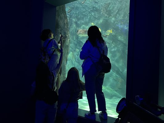 St. Louis Aquarium at Union Station by null