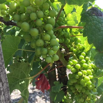 Gourmet Touring - Wine Tours Near Me - Bordeaux, 27