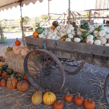 Pronzini Christmas Tree Farms - Pumpkin selection - Pumpkin Patches Near Me - Petaluma, California