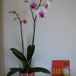 My plant with 6 flowers and 15 buds for Chinese New Year