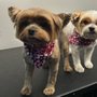 VIP Mobile Pet Spaw