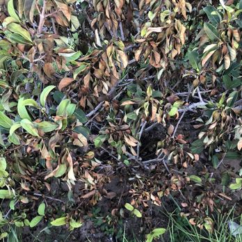 Millennium Lawn & Landscape - a pile of dead leaves - Nurseries & Gardening Near Me - Odessa, Florida Millennium Lawn & Landscape - a pile of dead leaves - Nurseries & Gardening Near Me - Odessa, Florida
