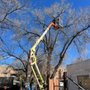 Photo of Mencos Tree services & Landscaping