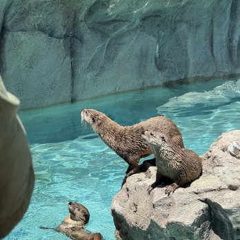 Bearizona - Zoos Near Me - Williams, Arizona Bearizona - Zoos Near Me - Williams, Arizona