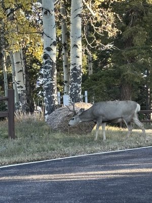 Mueller State Park by null