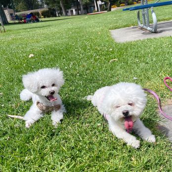 Magic Groomer - My girls were groomed perfectly and looked so cute. I will definitely be a regular customer and highly recommend Magic Groomer. - Pet Sitting Near Me - Arcadia, California