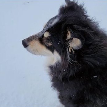 Lucky Dog Grooming - Pet Groomers Near Me - Littleton, Colorado Lucky Dog Grooming - Pet Groomers Near Me - Littleton, Colorado