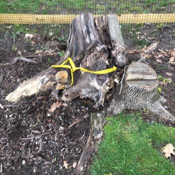 Ornamental Tree Care - TOOK THE TREE, OUR MONEY AND NEVER NEVER FINISHED THE JOB. A RIP OFF SCAM ARTIST - Tree Services Near Me Ornamental Tree Care - TOOK THE TREE, OUR MONEY AND NEVER NEVER FINISHED THE JOB. A RIP OFF SCAM ARTIST - Tree Services Near Me
