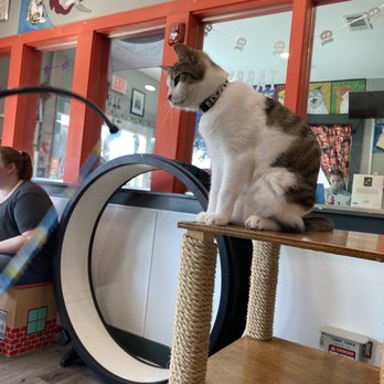 The Caffeinated Cat - Coffee & Tea Near Me - Jacksonville Beach, Florida