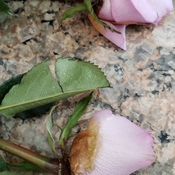Santa Clara Woodward's Flowers - base of roses were rotting. same thing happened to new bouquet after a couple of days - Florists Near Me Santa Clara Woodward's Flowers - base of roses were rotting. same thing happened to new bouquet after a couple of days - Florists Near Me